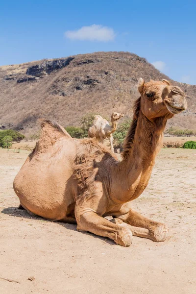 阿曼萨拉拉附近的瓦迪达尔巴特的骆驼 — 图库照片