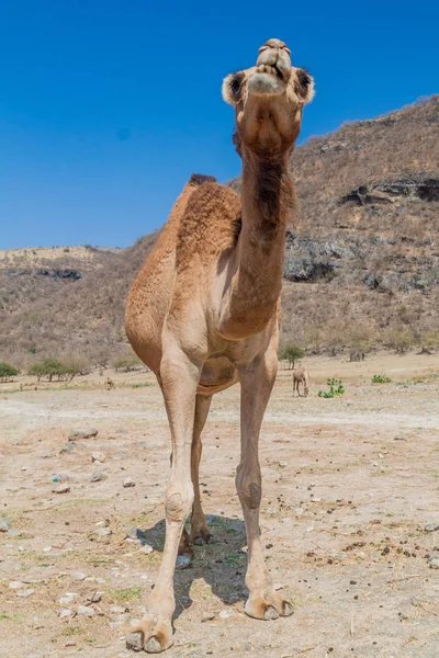 Kamel Wadi Dharbat Der Nähe Von Salalah Oman — Stockfoto