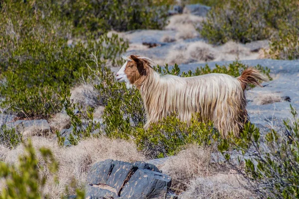 Αραβική Tahr Αραροράους Τζακάρι Στην Οροσειρά Hajar Ομάν — Φωτογραφία Αρχείου