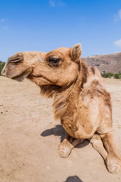 Camel Wadi Dharbat Perto Salalah Omã — Fotografia de Stock