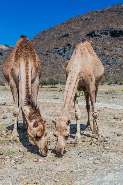阿曼萨拉拉附近的瓦迪达尔巴特的两头骆驼 — 图库照片