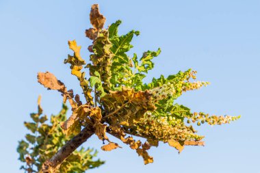 Salalah, Umman yakınlarındaki buhur ağacının (Boswellia sacra) detayı