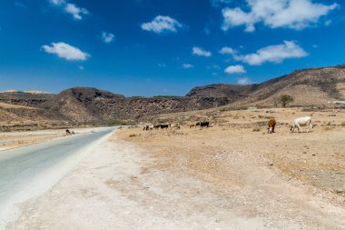 Kurak mevsimde Salalah yakınlarındaki Wadi Dharbat'taki kayalıklar, Umman.
