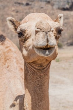 Head of a camel at Wadi Dharbat near Salalah, Oman