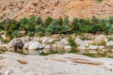 Wadi Tiwi vadisinde palmiyeler, Umman