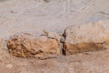 Salalah yakınlarındaki Sumhuram Arkeoloji Parkı'nda Lizard Pseudotrapelus dhofarensis, Umman