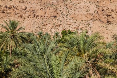 Wadi Tiwi vadisinde palmiyeler, Umman