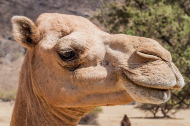 Head of a camel at Wadi Dharbat near Salalah, Oman