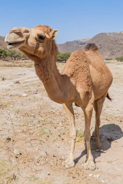 Camello Wadi Dharbat Cerca Salalah Omán — Foto de Stock