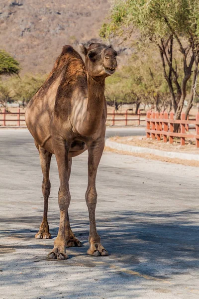 阿曼萨拉拉附近的瓦迪达尔巴特公路上的骆驼 — 图库照片