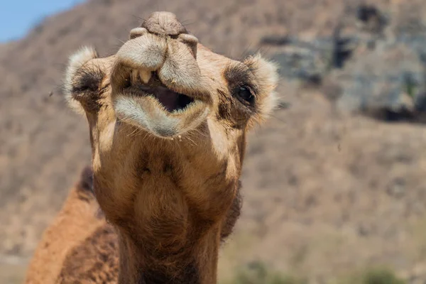 Detail Van Een Kameel Bij Wadi Dharbat Buurt Van Salalah — Stockfoto