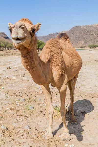 Camello Wadi Dharbat Cerca Salalah Omán — Foto de Stock