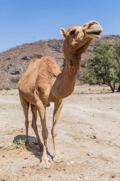 Camel Wadi Dharbat Buurt Van Salalah Oman — Stockfoto