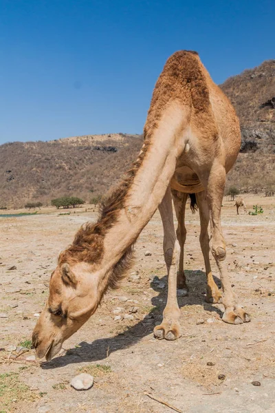 Cammello Wadi Dharbat Vicino Salalah Oman — Foto Stock
