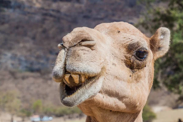 Detail Van Een Kameel Bij Wadi Dharbat Buurt Van Salalah — Stockfoto