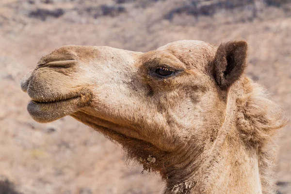 阿曼萨拉拉附近的瓦迪达尔巴特骆驼细节 — 图库照片