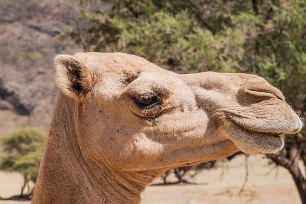 Hoofd Van Een Kameel Bij Wadi Dharbat Buurt Van Salalah — Stockfoto