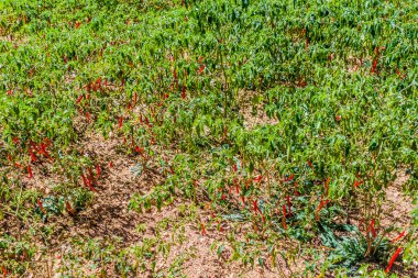 Kalaw ve Inle, Myanmar arasındaki alanda biber tarlası