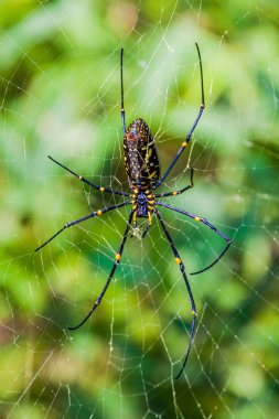 Myanmar'da altın ipek küre dokumacı (Nephila) örümceği