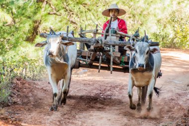 Kalaw, Myanmar - 25 Kasım 2016: Kalaw ve Inle, Myanmar arasındaki bölgede Zebu arabası