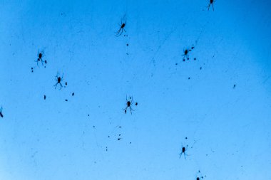 Myanmar'da birçok örümcekile dev örümcek ağı