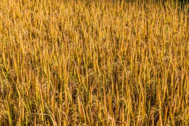 Olgun bir pirinç tarlasının detayı, Myanmar