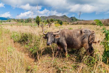 Buffalo Hsipaw yakınlarındaki bir alanda, Myanmar