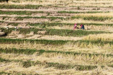 Kalaw, Myanmar - 25 Kasım 2016: Kalaw ve Inle, Myanmar arasındaki bölgede pirinç toplayan köylüler