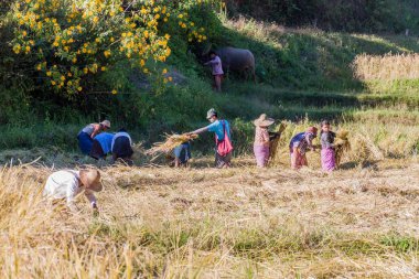 Kalaw, Myanmar - 24 Kasım 2016: Myanmar'ın Kalaw kasabası yakınlarında pirinç hasadı
