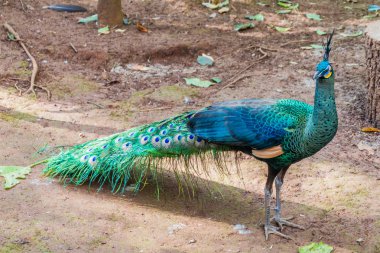 Pyin Oo Lwin Ulusal Kandawgyi Botanik bahçelerinde Tavus kuşu, Myanmar