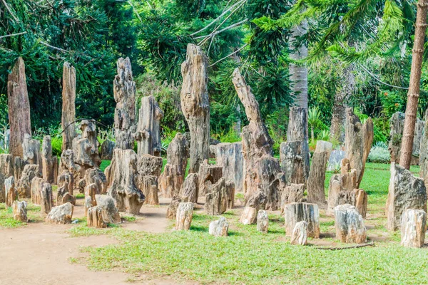 Petrified Trees National Kandawgyi Botanical Gardens Pyin Lwin Myanmar — Stock Photo, Image