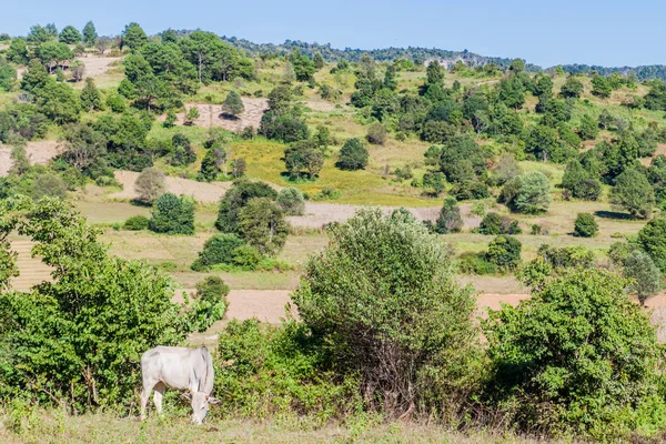 Ländliche Landschaft Gebiet Zwischen Kalaw Und Inle Myanmar — Stockfoto