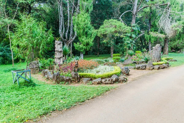 Pflanzen Nationalen Kandawgyi Botanischen Gärten Pyin Lwin Myanmar — Stockfoto