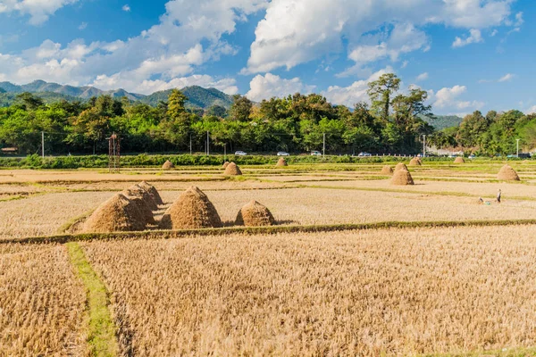 Rural landscape with rice straw stacks near Hsipaw, Myanmar