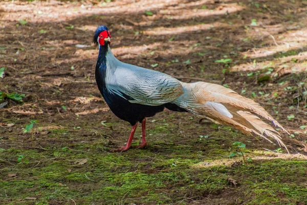 Guinean Lintu Kandawgyin Kasvitieteellisessä Puutarhassa Pyin Lwinissä Myanmarissa — kuvapankkivalokuva