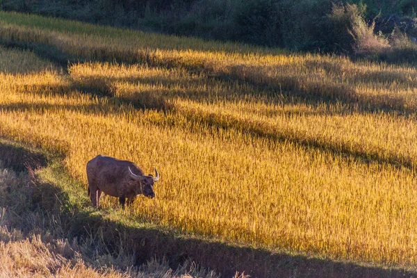 Buffalo Poli Zralých Rýžových Polí Poblíž Kalaw Myanmaru — Stock fotografie