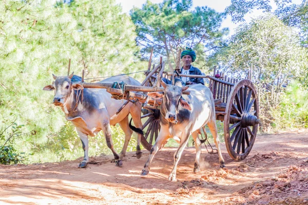 Kalaw Myanmar Listopada 2016 Zebu Koszyka Obszarze Między Kalaw Inle — Zdjęcie stockowe