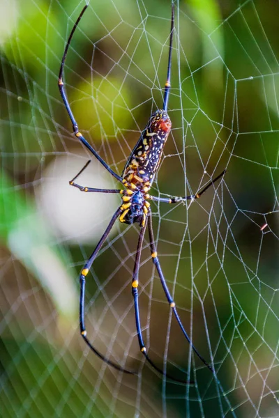 Araña Tejedora Orbe Seda Dorada Nephila Myanmar —  Fotos de Stock