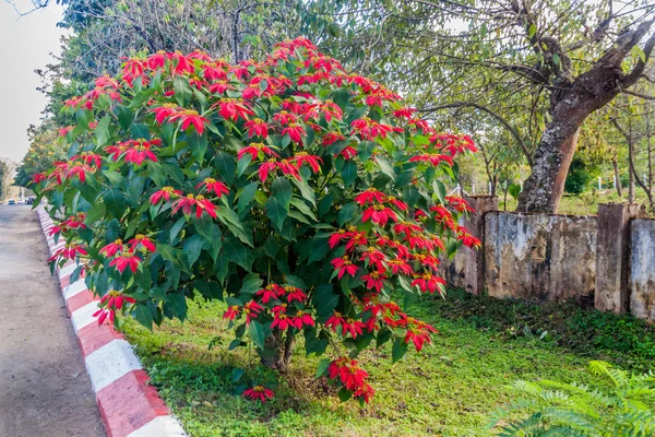 Poinsettia Euphorbia Pulcherrima Buisson Également Connu Sous Nom Étoile Noël — Photo