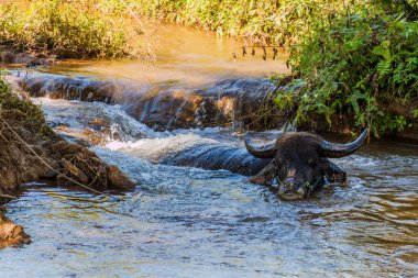 Buffalo Hsipaw yakınlarındaki bir derede, Myanmar