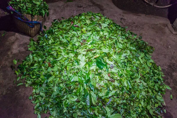 Hög Med Teblad Nära Hsipaw Myanmar — Stockfoto