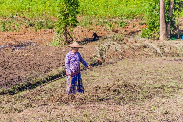 Pyin Lwin Myanmar Noviembre 2016 Campesino Local Campo Myanmar — Foto de Stock