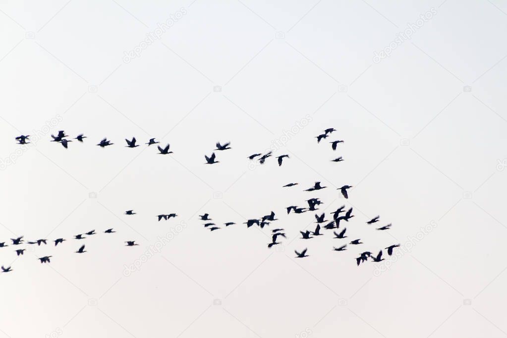 Migratory birds in V-shape formation