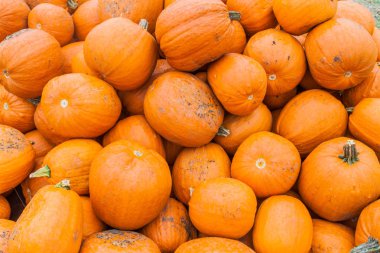 kabak arka plan yakın