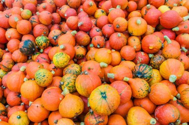 Çeşitli kabakların arka planı