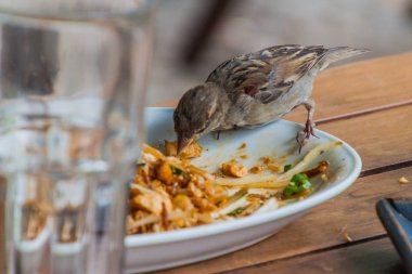 House sparrow (Passer domesticus) Berlin'de bir restoranda artık gıda ile beslenen, Almanya