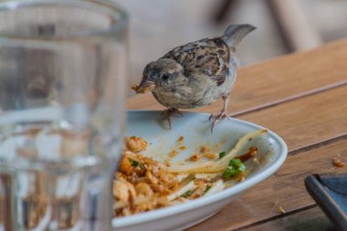 House sparrow (Passer domesticus) Berlin'de bir restoranda artık gıda ile beslenen, Almanya