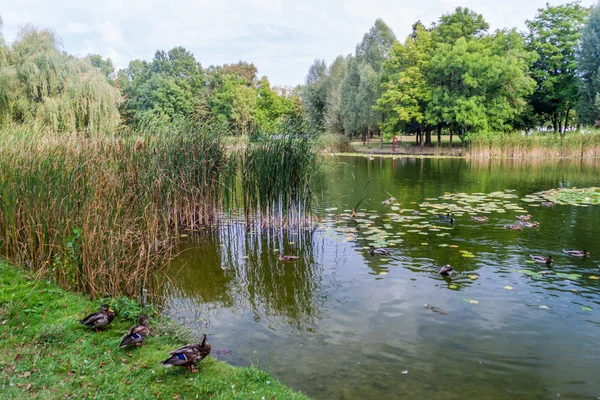 Mały Staw Stadtwald Las Miejski Augsburgu Niemcy — Zdjęcie stockowe