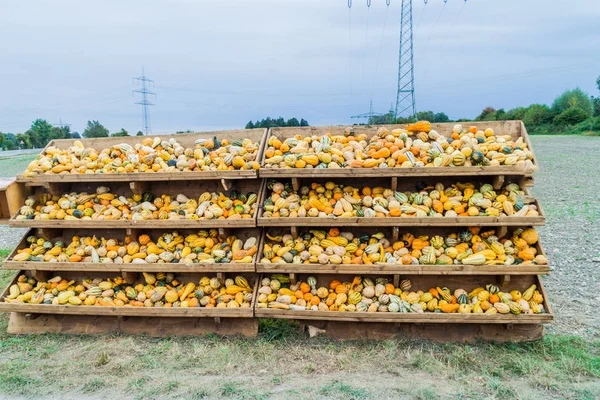 Olika Pumpor Till Salu Fältet Nära Augsburg Tyskland — Stockfoto