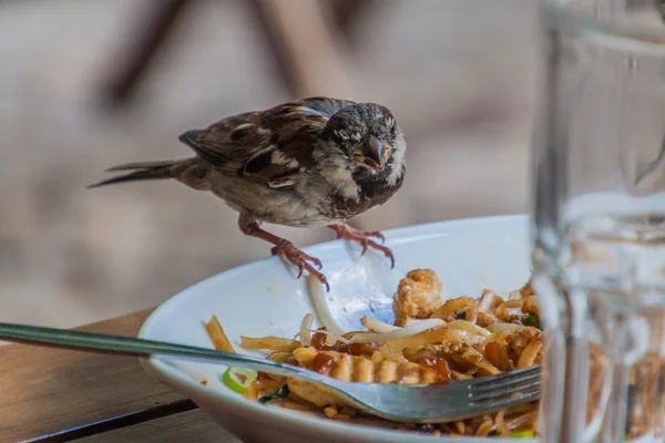 Vrabec Domácí Passer Domesticus Krmí Zbytky Jídla Restauraci Berlíně Německo — Stock fotografie